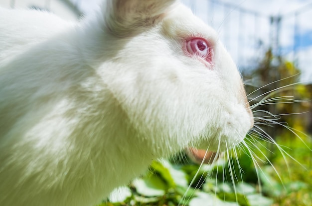 A closeup white rabbit sits on the grass on the plot of a\
country house on a summer day cute kind pet