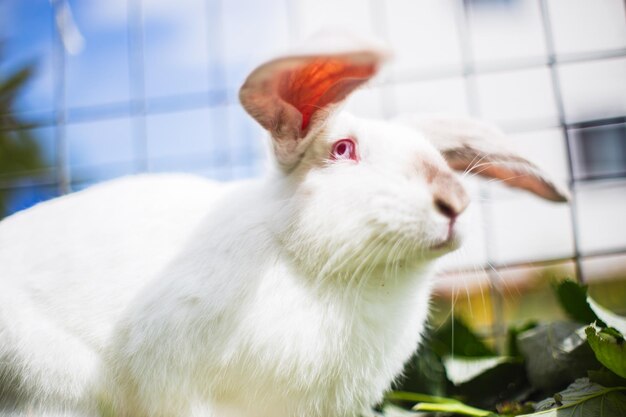 A closeup white rabbit sits on the grass on the plot of a\
country house on a summer day cute kind pet