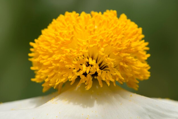 Closeup of white Romneya coulteri flower