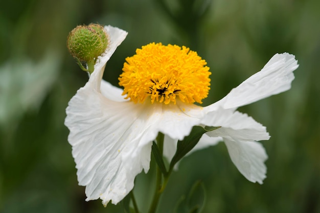 白いRomneya coulteriの花のクローズアップ