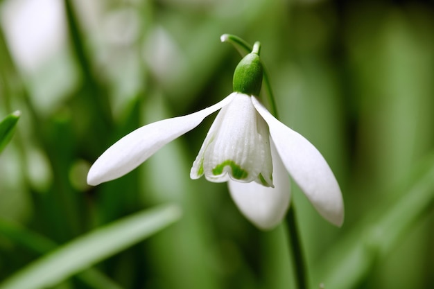 Closeup of white snowdrop flower or galanthus nivalis blossoming in nature during spring Bulbous perennial and herbaceous plant from the amaryllidaceae species thriving in a green garden outdoors