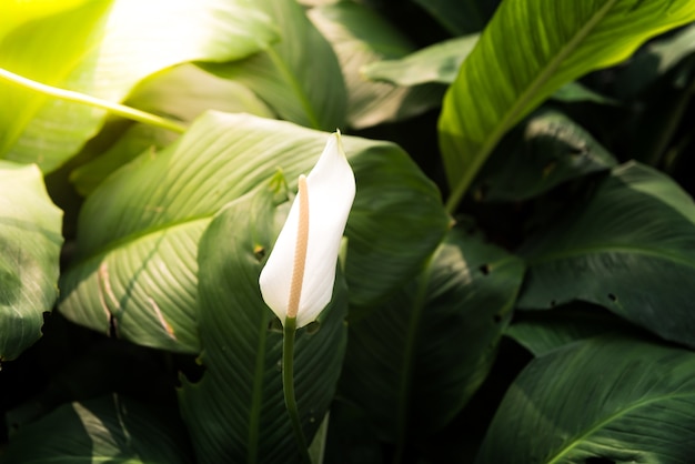 closeup of white spadix flower