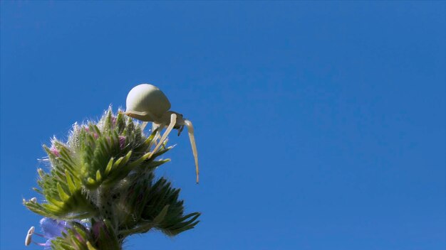 Closeup of white spider on flower creative beautiful white spider on plant on background of blue sky