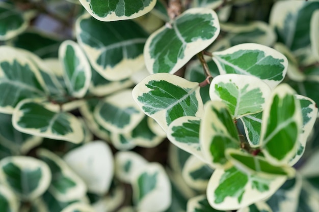 Closeup white spotted leaves, green leaf texture