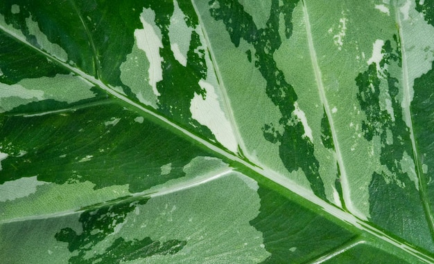 Closeup white spotted leaves, green leaf texture