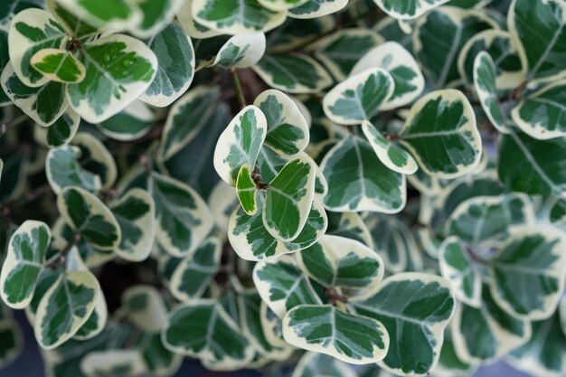 Photo closeup white spotted leaves, green leaf texture