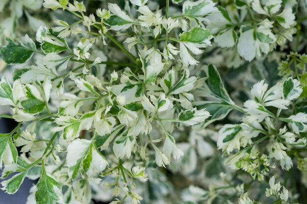 Closeup white spotted leaves green leaf texturexA