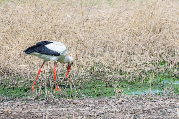 コウノトリのクローズアップ コウノトリは草の中で食べ物を探しています