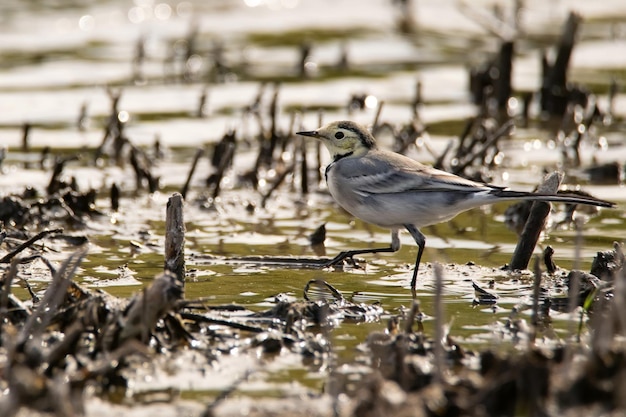 Closeup of white wagtail or motacilla alba