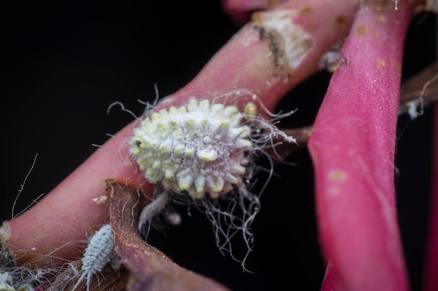 closeup of the white waxy fuzzy mealybug pseudococcidae