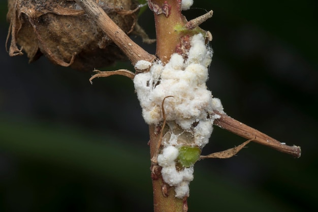 closeup of the white waxy fuzzy mealybug pseudococcidae