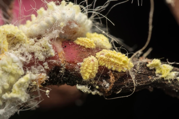 closeup of the white waxy fuzzy mealybug pseudococcidae