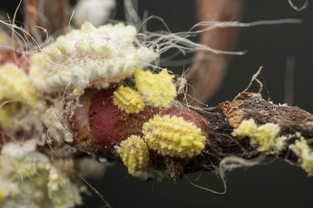 closeup of the white waxy fuzzy mealybug pseudococcidae