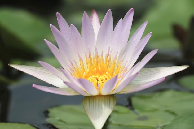 closeup of white with purple lotus flower blooming in the pond