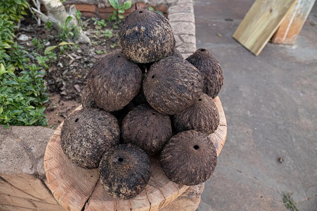 closeup of whole Brazil nut group fruits