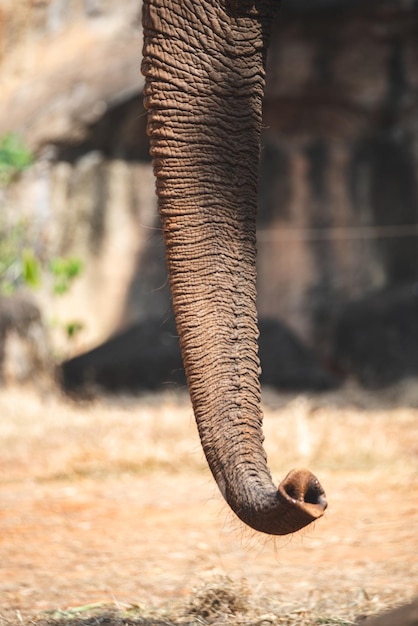 野生動物と哺乳類の象のクローズアップと逆さまの高架歩行と森の中で食べ物を見つけるためのトランク