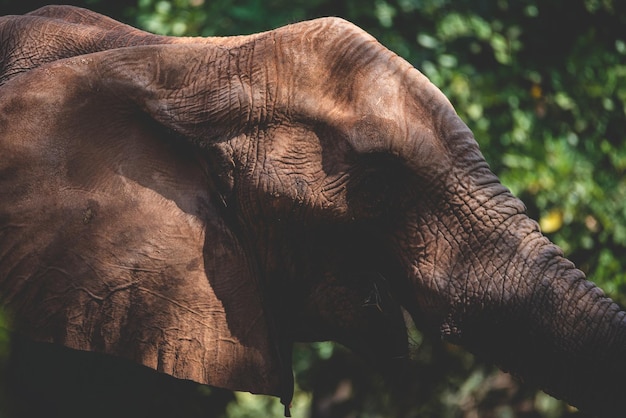 Closeup of wild animal and mammal elephant with trunk towards upside elevated walking and finding food in the forest