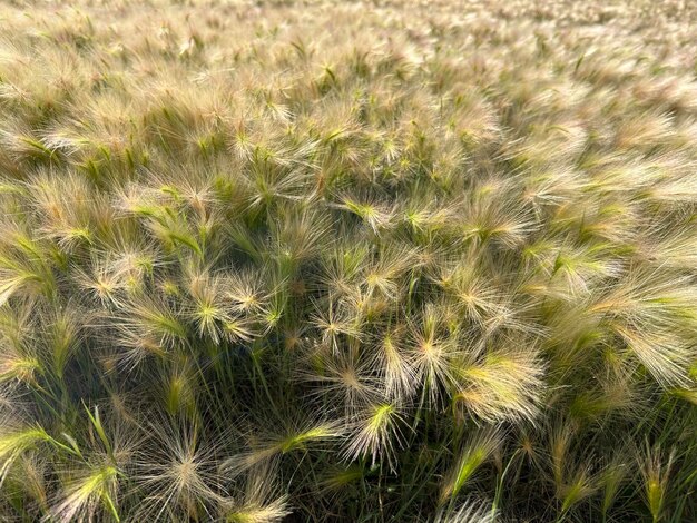 野生の小麦のクローズアップ Hordeum spontaneum