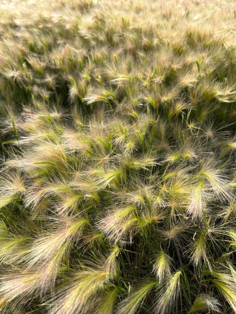 Photo closeup of wild barley hordeum spontaneum