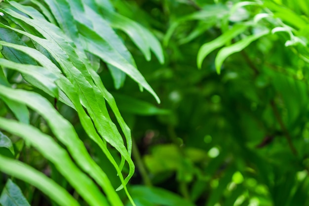 Closeup wild green fern leaves in the rainforest nature background