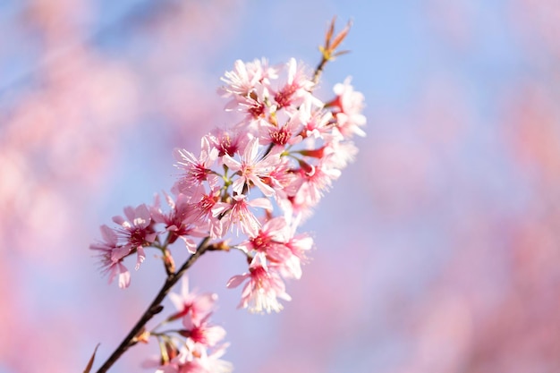 Близкий взгляд на дикую гималайскую вишню Prunus cerasoides или цветок тайской сакуры