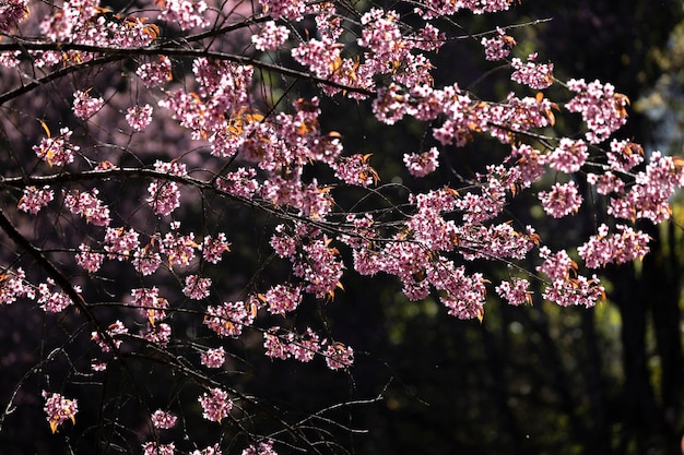 Closeup of Wild Himalayan Cherry Prunus cerasoides or thai sakura flower