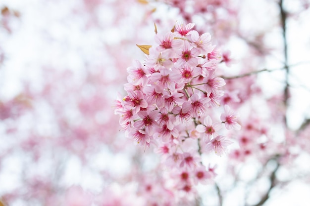 야생 히말라야 체리 Prunus cerasoides 또는 태국 사쿠라 꽃의 근접 촬영