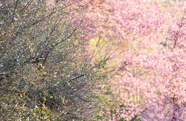 야생 히말라야 체리 Prunus cerasoides 또는 태국 사쿠라 꽃의 근접 촬영