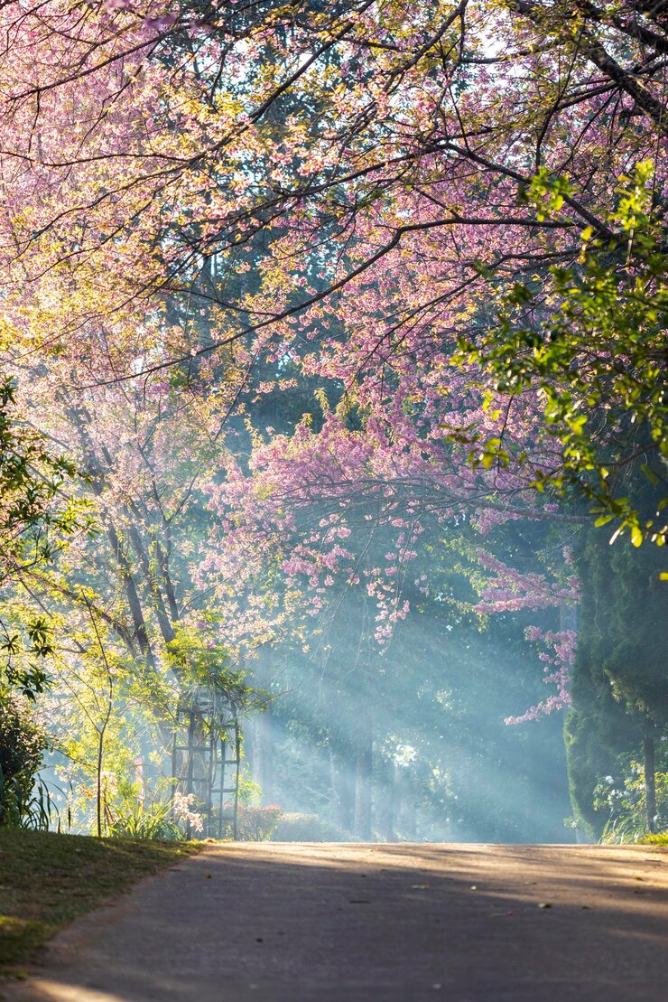 野生のヒマラヤ チェリー Prunus cerasoides またはタイの桜の花のクローズ アップ