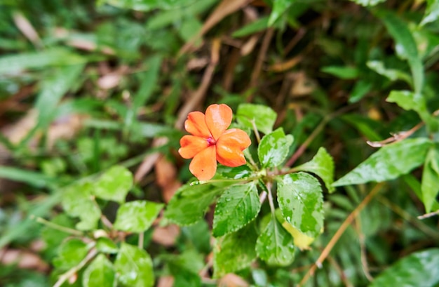 新鮮な川の近くの野生植物のクローズアップ美しい花が川の近くで野生に育ちます