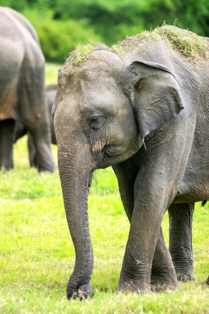 Photo closeup of a wild sri lankan elephant