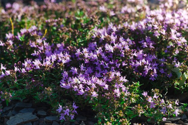 Closeup of wild Thymus serpyllum known as wild thyme creeping thyme Medicinal herb