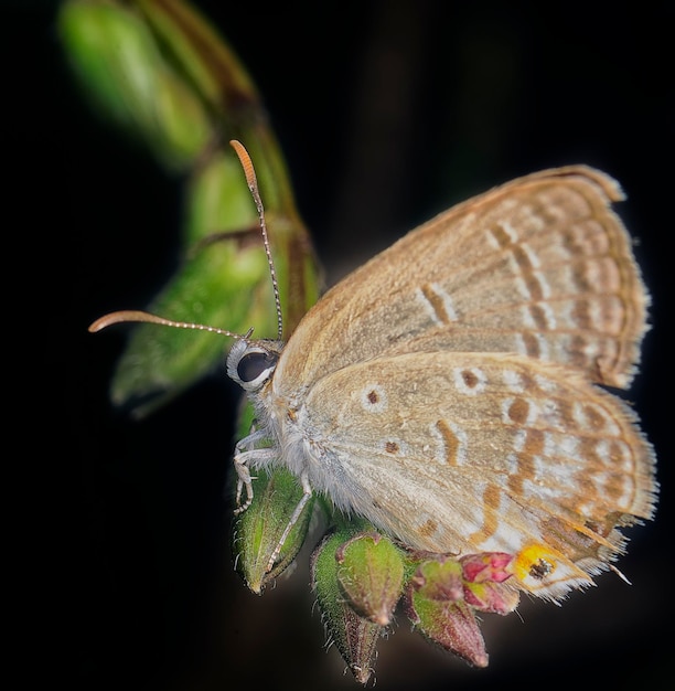 Photo closeup with bush skipper or moth