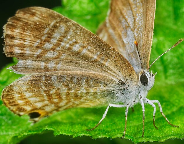 Photo closeup with bush skipper or moth