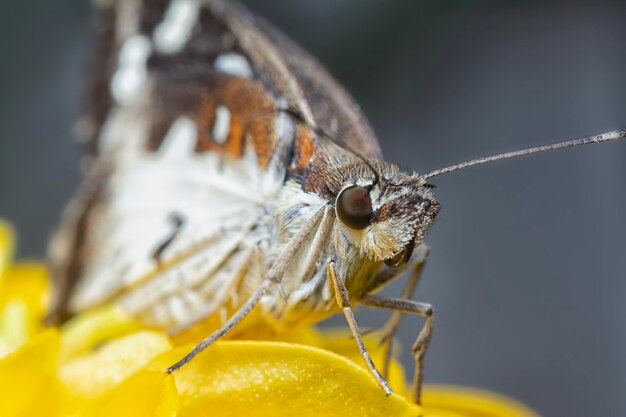 Photo closeup with bush skipper or moth