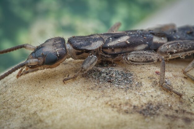 Photo closeup with female earwig dermaptera insect