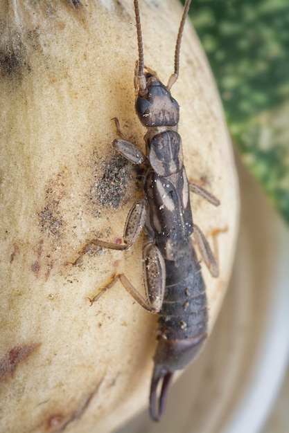 Photo closeup with female earwig dermaptera insect