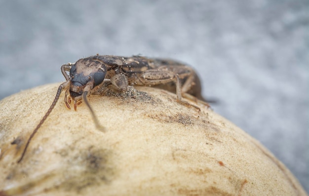 Photo closeup with female earwig dermaptera insect