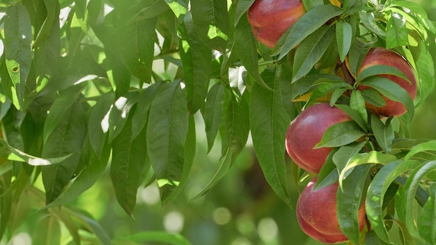 Closeup with natural nectarine fruits on the tree on a sunny day