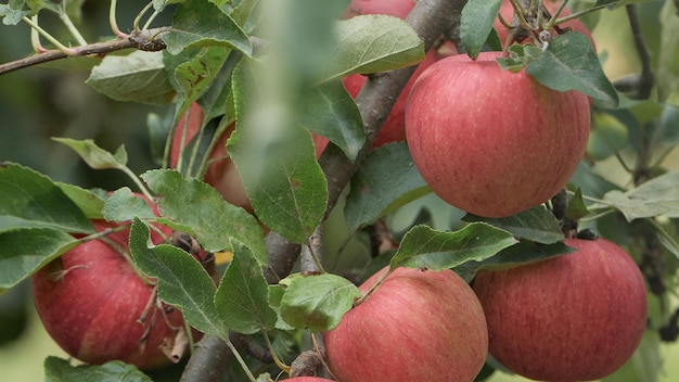 Closeup with natural red apples on the tree ready for harvest