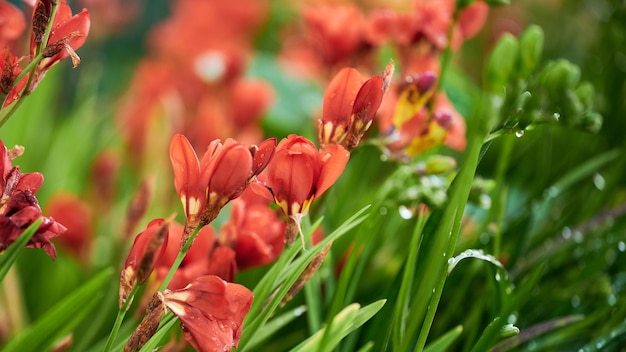 Closeup with red Freesia flowers in garden with raindrops