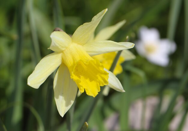 Closeup with selective focus of yellow daffodils variety Topolino in the morning sunlight