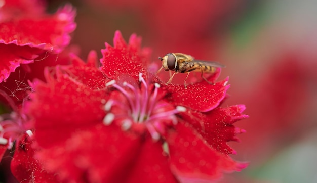 붉은 카네이션 꽃 Dianthus chinensis에 앉아 있는 Syrphus 곤충과의 근접 촬영