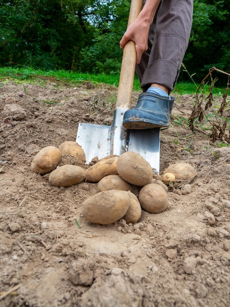 Foto primo piano di una donna che scava grandi tuberi di patata con una pala il concetto di un buon raccolto di raccolta vista laterale messa a fuoco selettiva