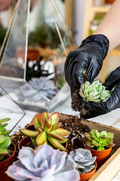 クローズアップの女性の庭師は多肉植物をガラスの花瓶に移植して植物相の植物の装飾を作成します