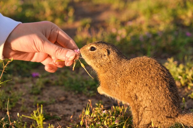 Closeup woman hand feeding a ground squirrel. Funny gopher in the field at sunset