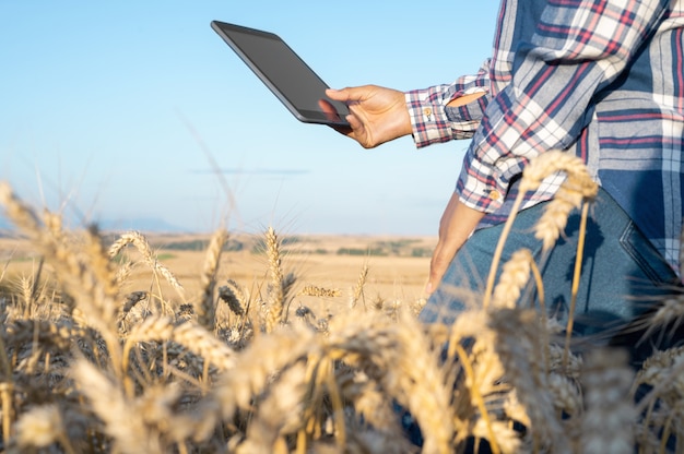 Closeup of woman hand touching tablet pc in wheat stalks agronomist researching wheat ears farmer us...