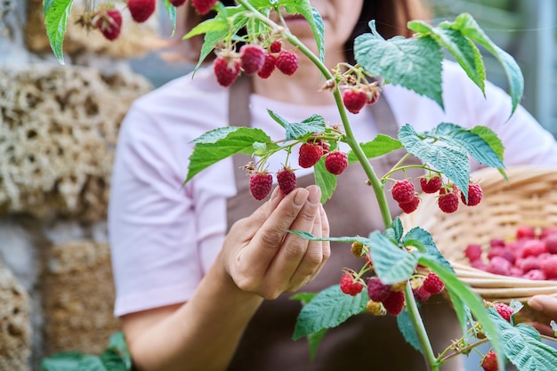 庭で熟したラズベリーを収穫する女性の手のクローズ アップ