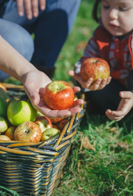 Foto primo piano della donna e della bambina che tengono mele biologiche fresche nelle loro mani dal cesto di vimini con la raccolta della frutta. cibo sano e concetto di tempo libero per la famiglia.