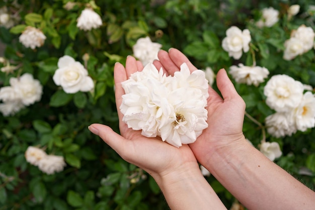 Primo piano della mano della donna che tiene belle rose bianche messa a fuoco selettiva sui fiori rose di fiori che fioriscono nel giardino di rose